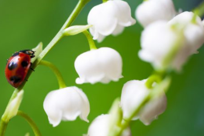 L'ensemble des résidents ont reçu un brin de muguet porte bonheur.
